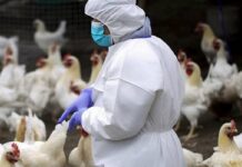 Focolaio di aviaria in provincia di Pistoia