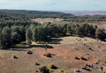 21 marzo, Giornata delle foreste: la Regione presenta la docuserie sulle “Foreste Modello”