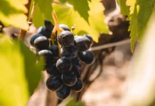 Sangiovese Festival, il 18 e 19 aprile a San Giovanni Valdarno (Ar)