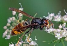 Vespa velutina, nuove risorse per il piano di contrasto